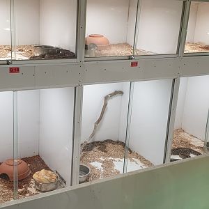 Herp-quarantaine and holding area at mens toilet