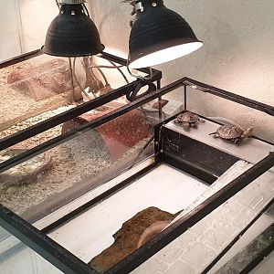 Raising-enclosure European pond turtle