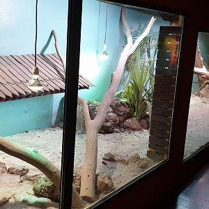 Enclosure Rhinoceros iguana