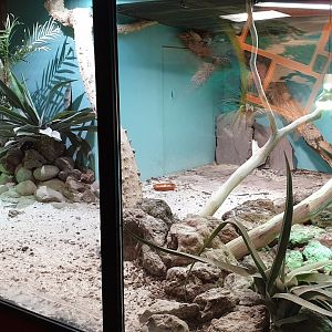 Enclosure Cuban ground iguana