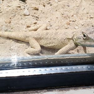 Savigny's agama - Trapelus salvignii