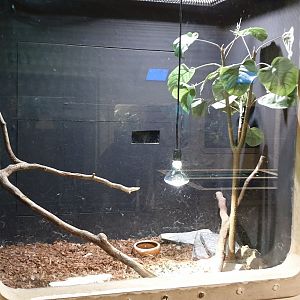 Enclosure Forest cobra