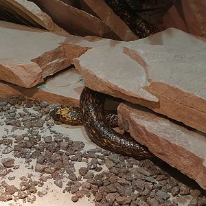 Cape cobra - Naja nivea