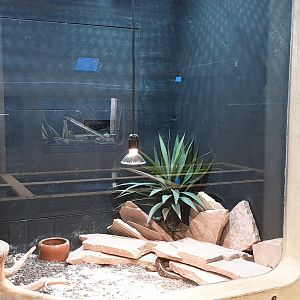 Enclosure Cape cobra