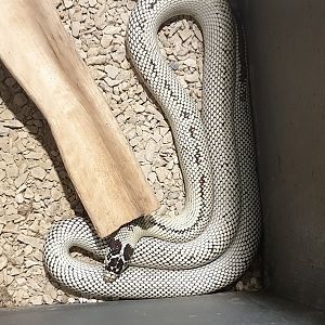 Kingsnake species / mutation / morph ?