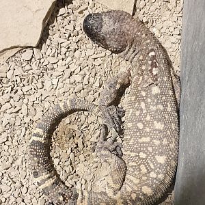 Rio Fuerte beaded lizard
