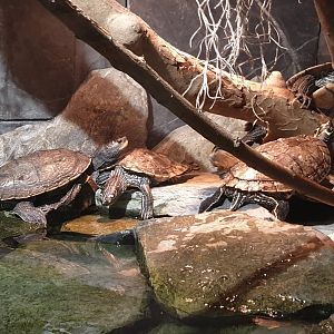 False map turtles - Graptemys pseudogeographica
