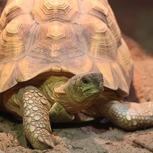 Ploughshare tortoise