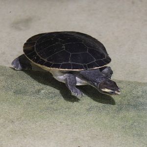 Red-bellied short-necked turtle - Emydura subglobosa