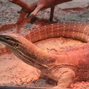 Yellow-spotted monitor - Varanus panoptes