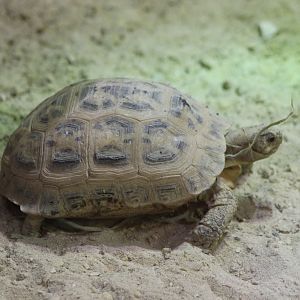 Madagascar spider tortoise - Pyxis arachnoides