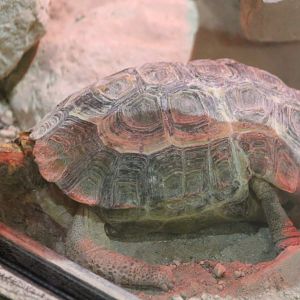 Home's hingeback tortoise - Kinixys homeana