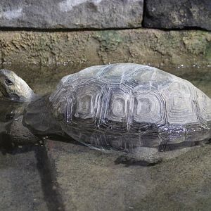 Bathing Asian brown tortoise - Manouria emys