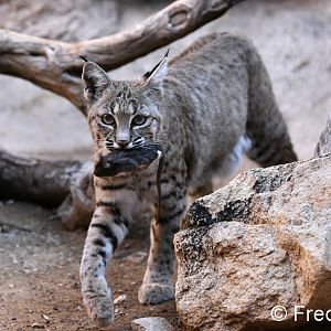 female bobcat with prey