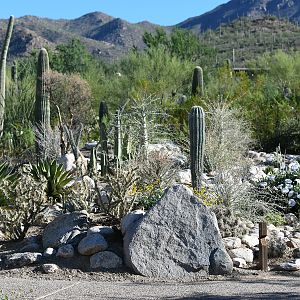 boojum hill (garden)