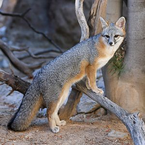 gray fox