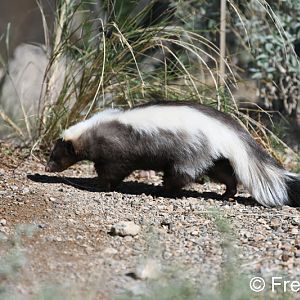 striped skunk