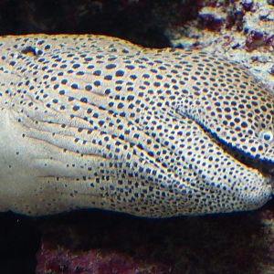 Laced Moray