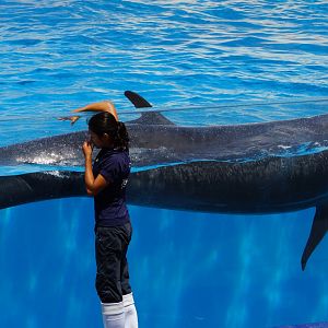 False Killer Whale