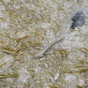 Mudskipper