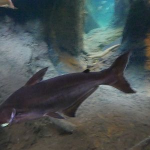 Shark Catfish