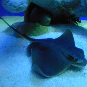 Japanese Eagle Ray