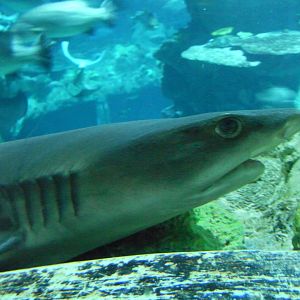 Whitetip Reef Shark