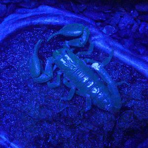 Asian Forest Scorpion