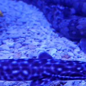 Coral Catshark