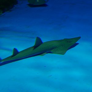 Whitespotted Guitarfish