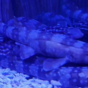 Whitespotted Bamboo Shark