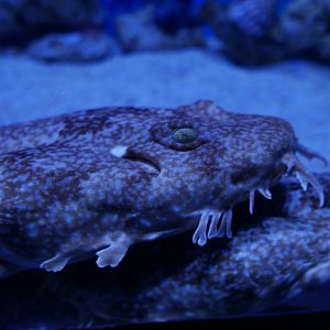 Japanese Wobbegong