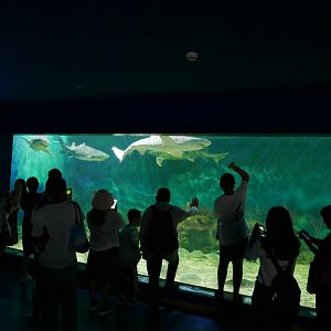 Lemon Shark Tank