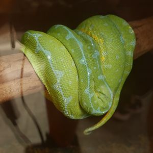 Green Tree Python