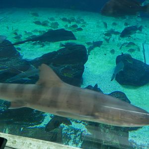 Banded Houndshark
