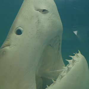 Great White Shark Head