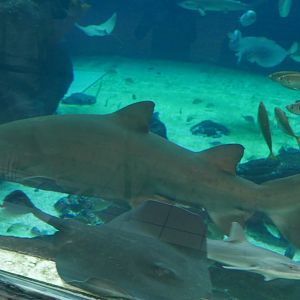 Sand Tiger Shark