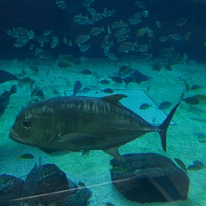 Giant Trevally