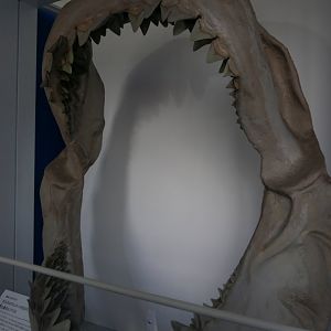 Megalodon Jaws