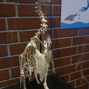 Penguin Skeleton