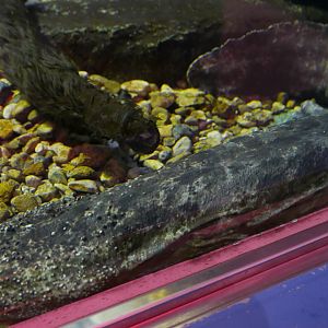 Japanese Giant Salamander