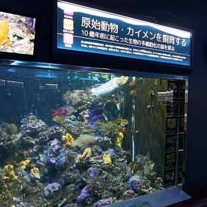 Reef Tank
