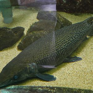 Alligator Gar