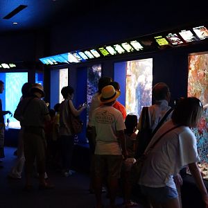 Coral Reef Gallery