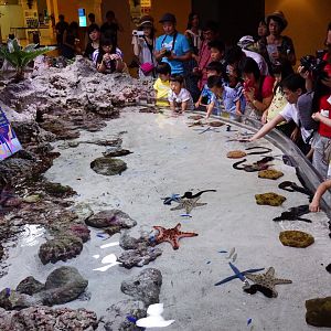 Touch Tank