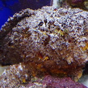 Stonefish