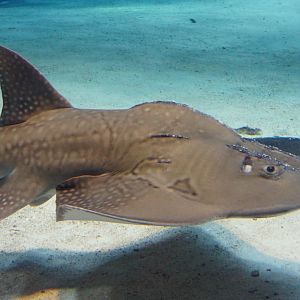 Bowmouth Guitarfish