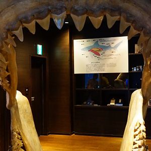 Megalodon Jaws