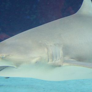Sicklefin Lemon Shark