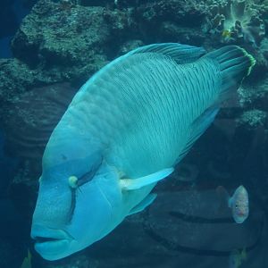 Humphead Wrasse